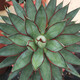 
Agave Taki Lei Succulent potted plants indoor and outdoor office garden flowers landscape green plants sandy plants Taki Lei Lei Agave 10-12