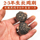 
Grain, Yunnan Lijiang Black Maca Chinese herbal materials, raw materials, dried fruit slices, maca slices, maca slices, male nourishing wine soaked in water, maca slices, 500 grams, Cistanche, total of 500 grams