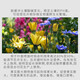 Guoguang Potassium Guoguang Potassium Dihydrogen Phosphate Vegetable Plant Household Flower Fertilizer Flowers Fruit Tree Water-Soluble Fertilizer Foliar Fertilizer 400g