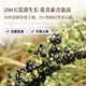 Tongrentang (TRT) Black Wolfberry Authentic Qinghai Qaidam Comida instantánea sin lavar el cabello Té de salud de frutas grandes para ancianos 70G/Can