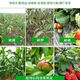 Agricultural Potassium Sulfate General Fertilizer for Fruit Trees and Vegetables Fully Water-soluble Potassium Fertilizer Nutritional Quick-acting Potassium Sulfate 50kg 5Jin Jin equals 0.5kg Packed