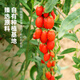 
Ning'anbao Ningxia wolfberry authentic, special grade wolfberry large pellet canned, gifts from elders, Ningxia wolfberry 500g [250g*2 cans]