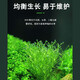 Crazy aquatic plants (FKSC) fish tank aquatic plants, real aquatic plants, purify the bottom aquatic plants, banyan crown grass, lying on the ground, short pearls directly into the tank, small pagoda, small tuo