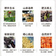 618 Super Pâques Changbaishan Ginseng Environ 30 ans, ginseng forestier sous le ginseng forestier sous la forêt sauvage ginseng élaging Health Gift Soup Soupcing and trempe ingrédients de vin Changbaishan Ginseng [âgé d'environ 30 ans] 4 pièces APPACK