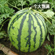 Fengming Yashi Kirin Meidu watermelon seeds with thin skin, crack-resistant and few seeds, super sweet and crispy Kirin Meidu watermelon seeds 50 capsules