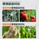 Microbial agent Junliqing new fungicide root rot yellow gray mold purple spot leaf spot agricultural fungicide 500g