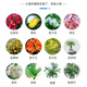 Ferrous sulfate flower acidic acid fertilizer for flowers jasmine fruit trees ferrous sulfate agricultural gardenia phosphoric acid 50Jin Jin equal to 0.5kg bag