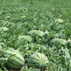 Nagrand Selenium Sand Large Melon Watermelon Seed Sweet King Watermelon Seed High Yield Spring and Autumn Southern Fruit Seed Giant Watermelon Selenium Sand Large Melon with about 100 original seeds