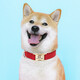DidogPet pet collar full dog neck ring dog brand custom lettering anti-lost dog collar dog leash explosion-proof traction set chocolate traction set please leave a message for lettering M-reference weight 18-50Jin [Jin equals 0.5 kg]
