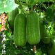 Winter melon seeds are easy to sow in all seasons. Winter melon seeds are grown in fields and courtyards. Winter melon vegetable seeds are easy to sow. Winter melon simple pack 30 capsules