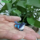 Phoebe gardening micro-landscape ornaments bird resin crafts cute simulated bird's nest gardening bonsai decorative bird eggs medium blue bird