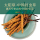 Cordyceps sinensis 3 Wurzeln/G10g ungefähr 30 Wurzeln Cordyceps Festliche Geschenke High-End-Nahrung Ernährung Auswahlgeschenke