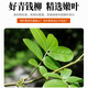 Qingqianliu Wholesale Water Repairing Gold Money Liu Zhangjiajie Qingqianliu Hunan Chengbu Tea 156g of tender leaves Spring picking two cans