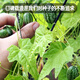Fengming Yashi thumb watermelon seeds 5 mini vegetable and fruit seeds seedlings balcony four seasons potted organic melon and fruit larvae