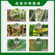 Syngenta Syngenta Xiute propiconazole banana leaf spot wheat powdery mildew rust sheath blight fungicide pesticide 1L