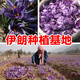 藏迪康藏红花伊朗特级正宗西红花番红花泡水喝3g5g礼盒装 伊朗特级B 5g圆瓶女神装(单瓶