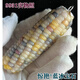 胖东来品质文玩玉米【宝石血丝】一物一图菩提迷你摆件手把件玛瑙 9898