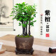 
Want to open small-leaf red sandalwood bonsai plants old pile potted plants office desktop indoor flowers and green plants are good for the four seasons ornaments Small-leaf red sandalwood single pole + purple clay 1342 Know the bamboo always happy +