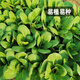 Fengming Yashi Miao vegetable seeds 10g four-season vegetable seeds balcony potted field planting farm seeds
