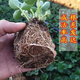 Strawberry seedlings shipped from original soil, blooming and big fruit, cream strawberry seedlings for four seasons, wholesale fruit plug seedlings for the current year, 12 red strawberries, shipped from original soil + fertilizer