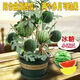 Honey small watermelon seeds 2K watermelon red soil thin-skinned seedless four-season potted balcony courtyard fruit melon seeds 2K red soil watermelon 50 capsules original quality package germination
