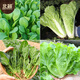 Beishu various vegetable seeds lettuce spinach coriander chives celery balcony four seasons rapeseed 12 kinds of vegetable seeds
