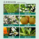 Guoguang Dingyue 3% gibberellin 920 citrus grape fruit germination and fruit preservation to improve fruit setting gibberellic acid growth regulator 1000ml (12 bottles in the box)