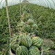 Dayu Meidu watermelon seeds are suitable for southern Kirin melon seedlings early maturing potted plants 8424 super sweet crunchy 8424 watermelon seeds 40 pieces