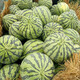 Dayu Meidu watermelon seeds are suitable for southern Kirin melon seedlings early maturing potted plants 8424 super sweet crunchy 8424 watermelon seeds 40 pieces