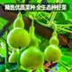 Fengming Yashi Xiaoya gourd seeds treasure gourd climbing vines ornamental vegetables melon and fruit seeds gold-inch small gourd seeds 20 capsules
