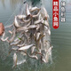 Guangtai small fish net, white striped meal fish net, three-layer single-layer fishing net, sticky fish hanging net, catching wheat ears, horse mouth dipped wire net, sinking and floating net, 0.8 meters high, 1 finger, 10 meters long single floating net [Promotion]