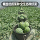 Fengming Yashi Rock Sugar Kirin Watermelon Seeds Red Flesh Watermelon Four Seasons Spring Sweet Watermelon Early Good 8424 Watermelon Seeds 100 capsules