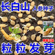 Changbai Mountain ginseng seeds, wild ginseng seeds, easy to grow Chinese medicinal materials in all seasons, easy to live indoor flower pots, ginseng seeds shipped without buds, big sale, 2 bags selected, about 104 capsules