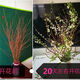AIMAN hydroponic dry branches of snow willow spray snowflakes bloom when exposed to water. Plants and flowers with dead wood and spring dry branches and plums for indoor balcony flower arrangement. Spray snowflake branches 50-60 cm long, 20 branches. Delivery of dry branches. Hydroponic cultivation takes 10-20 days to germinate and bloom.