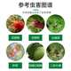 Phytoclonide 45% Hydrazine, Acetylbenzoate, Diphenylhydrazine, Citrus, Fruit Trees, Vegetables and Flowers, Red Spider, Tea, Yellow Mite and Mite Killing Insecticide
