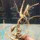 Authentischer wilder frischer Bambus Ginseng Wild Seng, Panqi Longqi Bambus Ginseng, chinesische Kräutersuppe, 250 Gramm frischer Bambus Ginseng (ca. 10 Jahre) Bamboo Ginseng