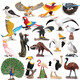 Simulación Oenux Modelo de animales Toys Bird Birds Owl Eagle Parrot Pavo Pavo avalde