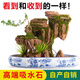 SMVP boutique indoor natural absorbent stone landscaping water stone ornaments landscape bonsai flowing water rockery micro landscape Baier Mountains and Rivers (complete set)