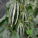 Beishu Bingtangzi melon seeds collection Boyang melon seedlings Boyang No. 9 melon seeds 10 capsules 2 bags sweeter