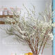 AIMAN hydroponic dry branches of snow willow spray snowflakes bloom when exposed to water. Plants and flowers with dead wood and spring dry branches and plums for indoor balcony flower arrangement. Spray snowflake branches 50-60 cm long, 20 branches. Delivery of dry branches. Hydroponic cultivation takes 10-20 days to germinate and bloom.