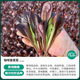 Shouhe Rapeseed Seeds Purple Easy Sowing Home Balcony Spring and Winter Sowing Vegetables Four Seasons Planting Guangdong Field Coffee Fragrant Seeds 1000 capsules/bag