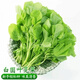 Big round leaf glutinous rice, amaranth, green leaf, amaranth, four seasons, farm vegetables, green seeds, amaranth #(picked and long)* White round leaf amaranth, exquisite 3 packs [sweet, tender and refreshing] about 16,805 capsules