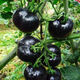 Black Pearl Cherry Tomato Seeds Four Seasons Balcony Potted Plants Easy to Grow Black Gem Tomato Fruit Type Vegetable Seeds Black Pearl Little Saint Tomato Seeds Original Pack About 106 + Song Fertilizer