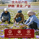 Shennong Jinkang Iranian Saffron Geschenkbox 3g Super echte Frauen nahrhafte Geschenkgeschenk für Mutter und Frau Geburtstagsgeschenk