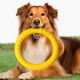 Gasco dog toy eva pull ring for medium and large dogs interactive ring golden fur edge shepherd molars and bite resistant dog boredom relief artifact