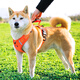 Luomasi dog leash vest-style harness dog leash large and medium-sized dogs Shiba Inu Corgi French Dou collar pet dog leash orange harness M-recommended weight 15-28 Jin Jin equals 0.5 kg