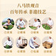 八马茶业 福建安溪铁观音 清香型 乌龙茶 送礼茶叶 【欢腾】铁观音-罐装98g