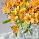 Yue Colorful Imperial Flower Princess Flower Amaryllis Flower Express Yunnan Base Straight Hair Hydroponic Fresh Cut Flowers for Girlfriends and Best Friends Narcissus Lily (Alstroemeria) 9-10 Branches