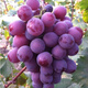 Grape seeds potted fruit tree seeds grape balcony fruit seeds grape tree raisin planting Goldfinger grape seeds 28 capsules p