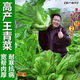 Sichuan Kuanbang green vegetable seeds, pickled pickles, sauerkraut, pickles, medium-ripe large-leaf autumn vegetable seeds, hot product impulse, Kuanbang green vegetable seeds, new this year, RNG9 original factory, 1 pack of about 800 seeds
